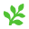 Fern